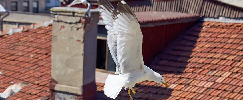 Residential Chimney Animal Removal Solution in North Salt Lake, UT