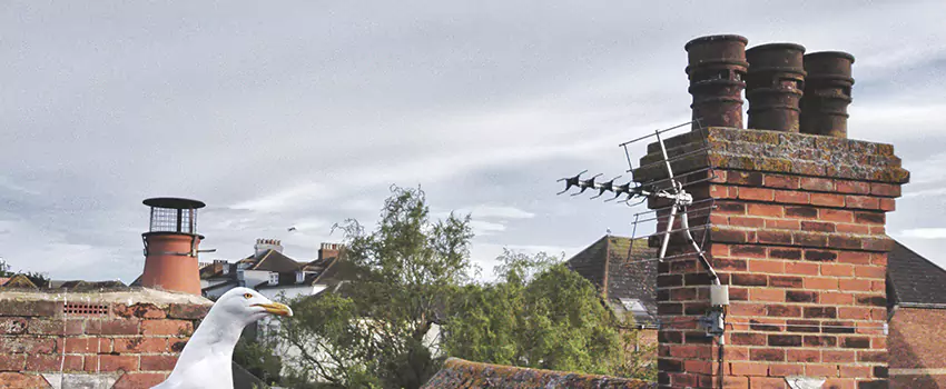Chimney Cleaning And Restoration in North Salt Lake, Utah